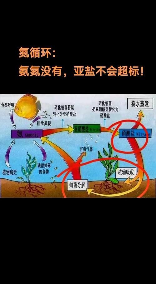 如何制定個性化換水計劃 如何制定個性化換水計劃 龍魚百科 第5張