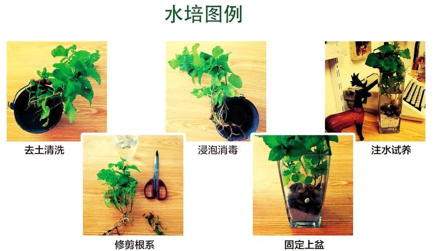 如何制定個性化換水計劃 如何制定個性化換水計劃 龍魚百科 第11張
