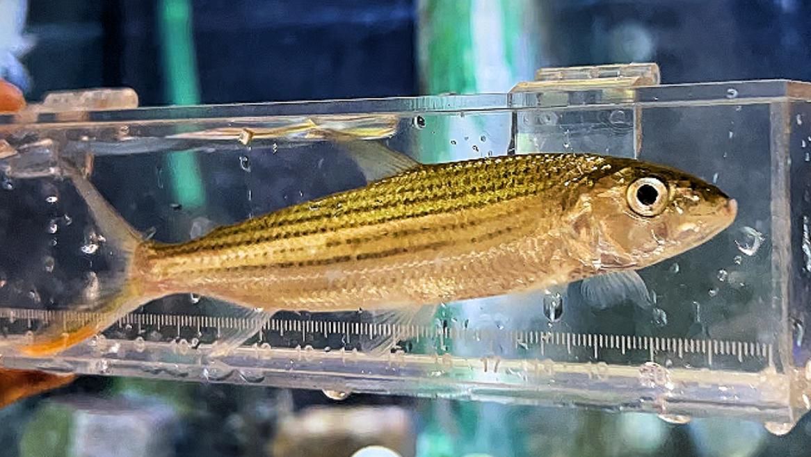 非洲猛魚有哪些品種？，新魚開箱242期
