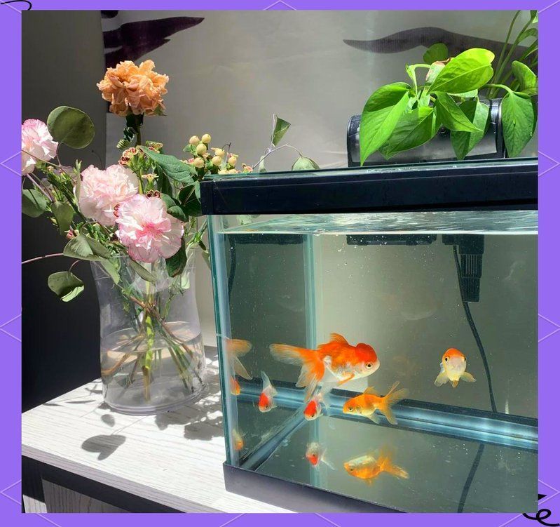 魚缸尺寸對魚類健康有何影響？，魚缸尺寸對魚類健康的影響