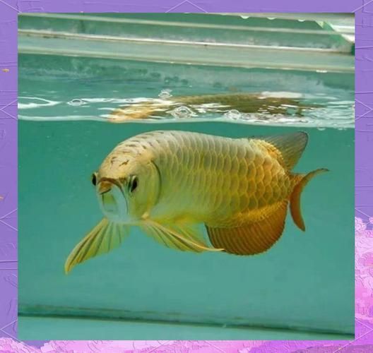 龍魚的品牌有哪些種類