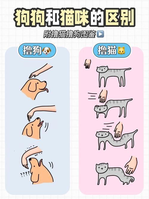 如何訓練貓不捕魚