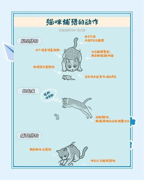 如何訓練貓不捕魚