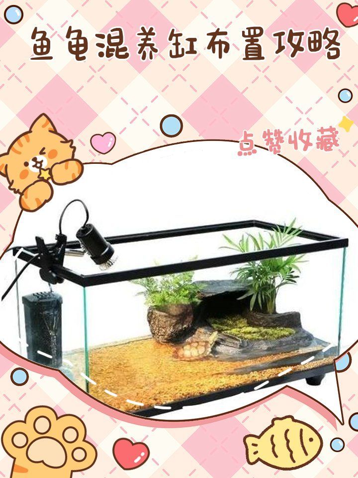 如何緩解龍龜與魚類的沖突，魚龜混養缸布置攻略