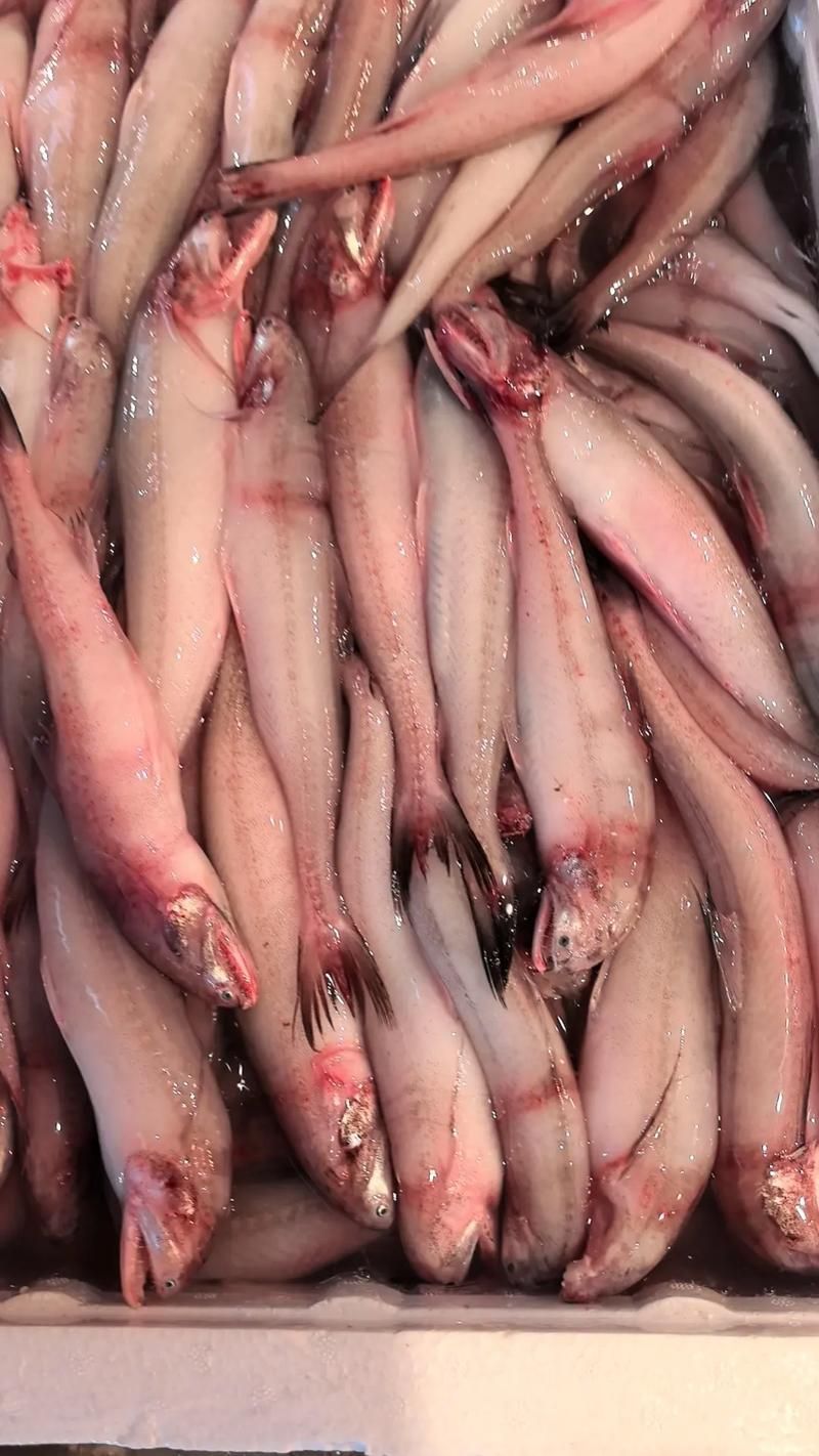 龍頭魚的價格是多少，舟山野生速凍龍頭魚價格高昂的三大原因解析懸疑探妍