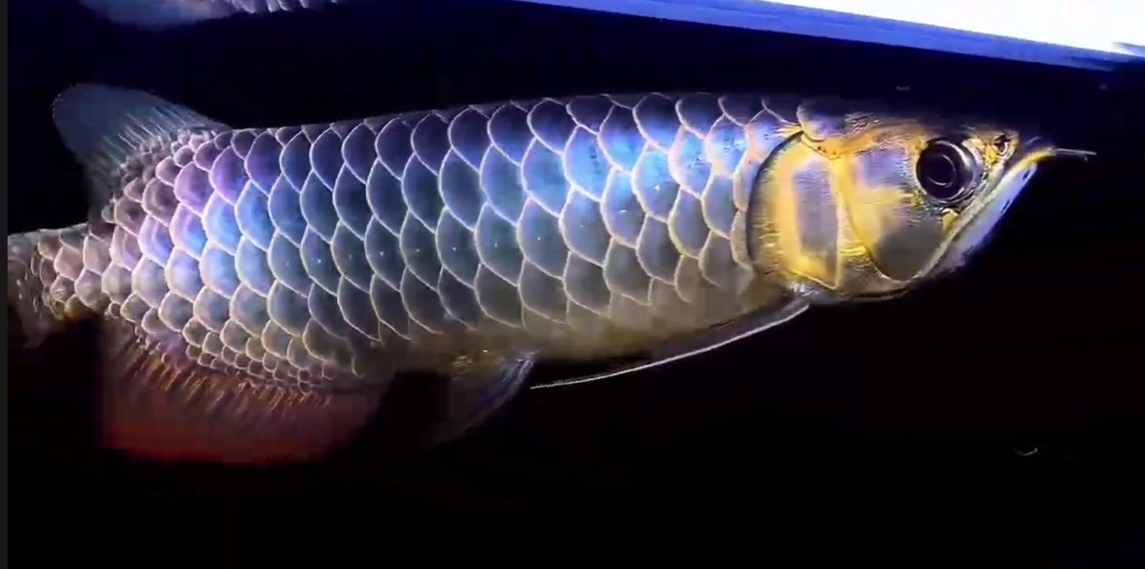 祥龍藍(lán)珀極品賽級(jí)藍(lán)底過背金龍魚，祥龍藍(lán)珀極品賽級(jí)