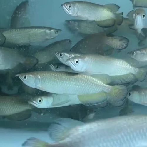 龍魚品種排行榜前十名，龍魚品種排名