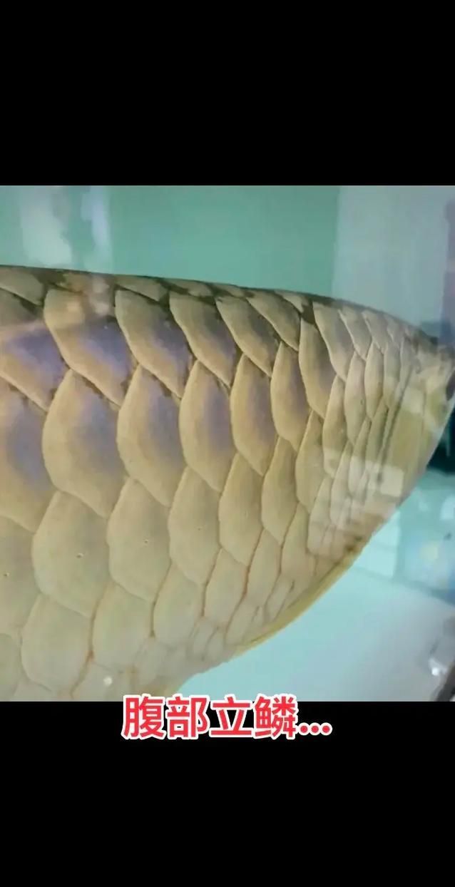 龍魚鱗片病有哪些治療方法 龍魚鱗片病有哪些治療方法 龍魚百科 第2張