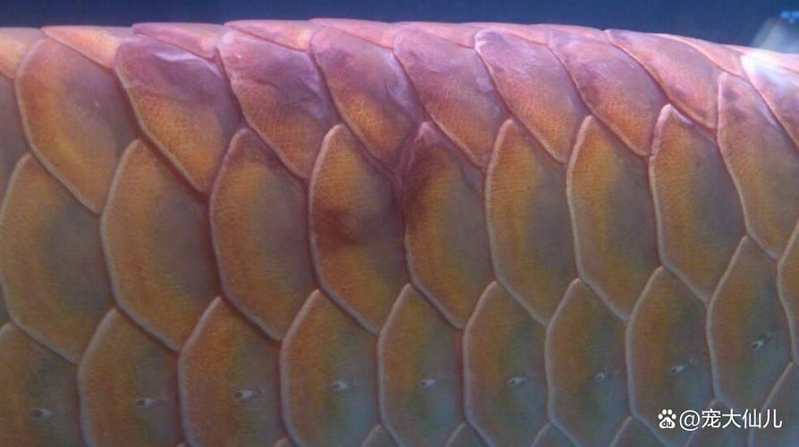 龍魚(yú)鱗片病有哪些治療方法