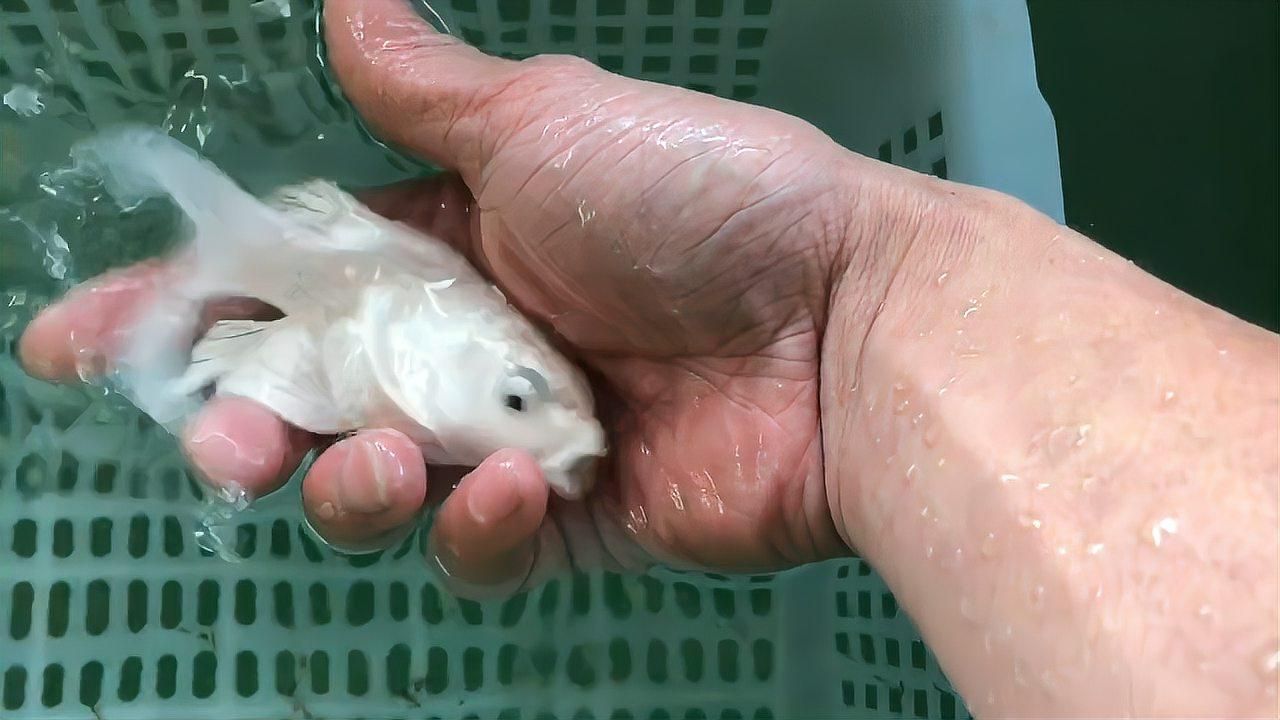 如何區分蝴蝶鯉和龍鳳錦鯉？，蝴蝶鯉與龍鳳錦鯉的區別