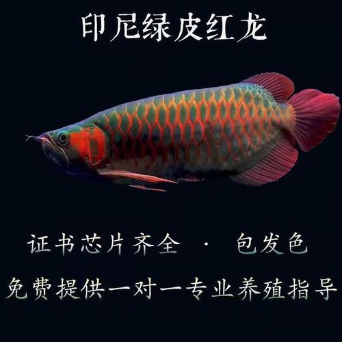 給我一些綠皮紅龍的圖片示例