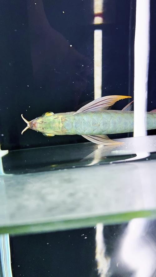 給我一些綠皮紅龍的圖片示例
