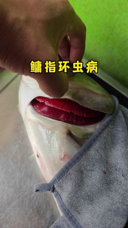 如何預防紅龍魚感染寄生蟲，紅龍魚寄生蟲感染預防 如何預防紅龍魚感染寄生蟲，紅龍魚寄生蟲感染預防 龍魚百科 第3張