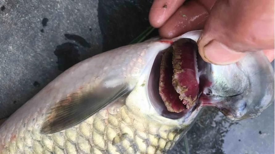 如何預防紅龍魚感染寄生蟲，紅龍魚寄生蟲感染預防 如何預防紅龍魚感染寄生蟲，紅龍魚寄生蟲感染預防 龍魚百科 第6張