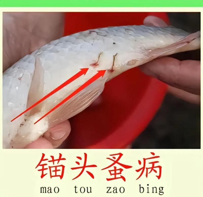 如何預防紅龍魚感染寄生蟲，紅龍魚寄生蟲感染預防 如何預防紅龍魚感染寄生蟲，紅龍魚寄生蟲感染預防 龍魚百科 第7張