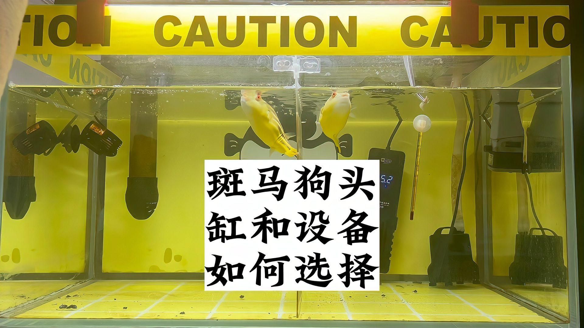 斑馬狗頭魚需要多大的魚缸？，斑馬狗頭魚的飼養方法