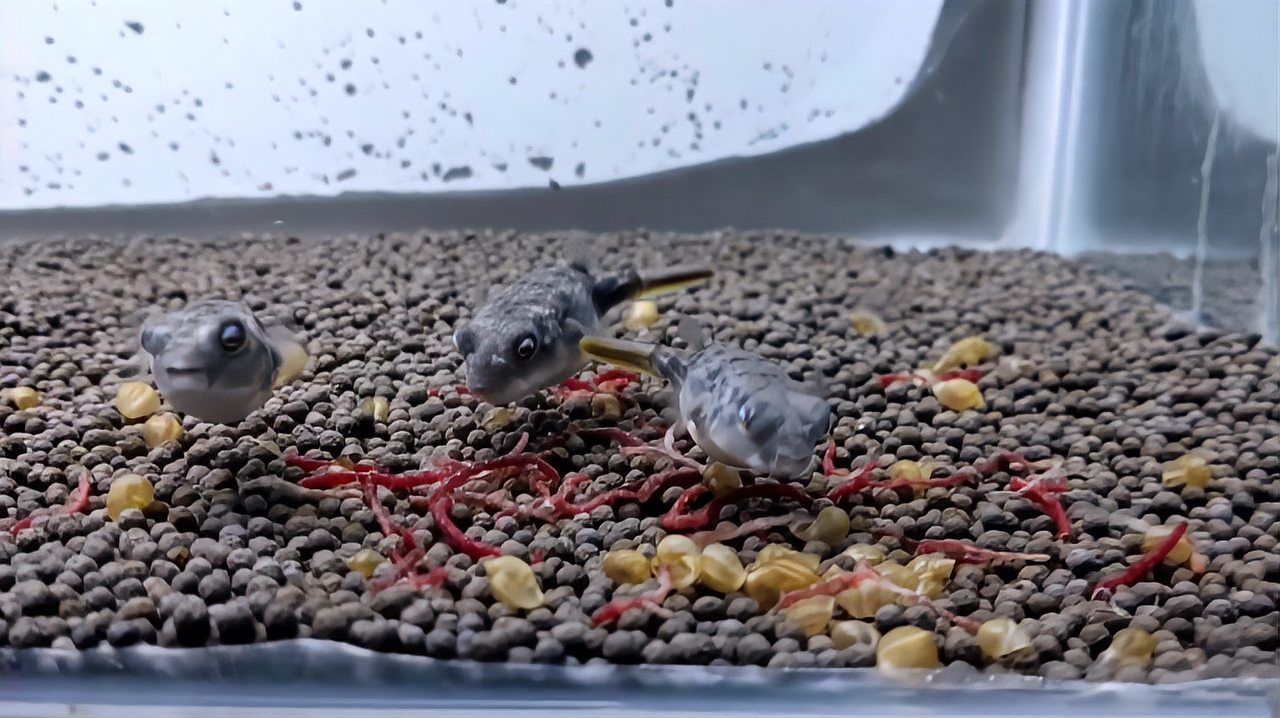 斑馬狗頭魚需要多大的魚缸？，斑馬狗頭魚的飼養方法