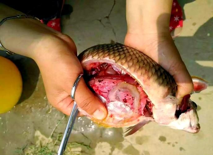 如何判斷魚鱗變紅是否嚴重，如何判斷魚鱗變紅嚴重性