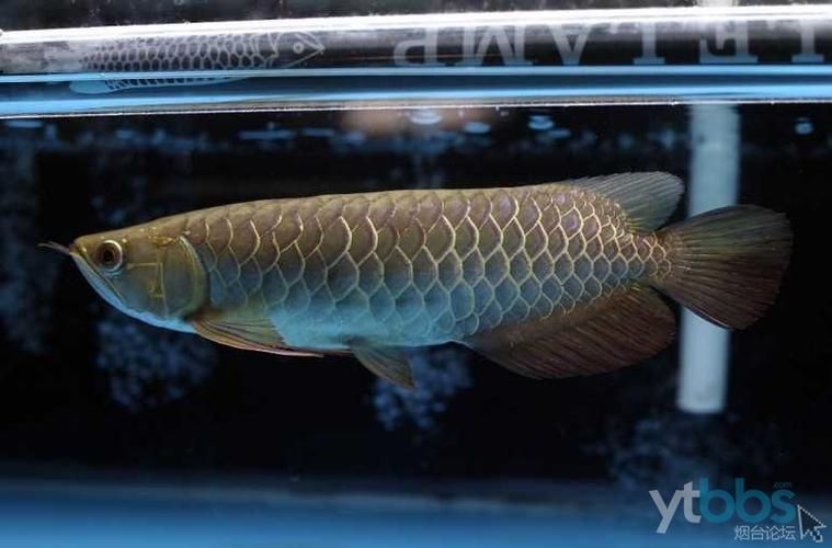 十大龍魚品牌中哪個最知名？，“十大龍魚品牌中最具權威性和知名度的三大頂級品牌