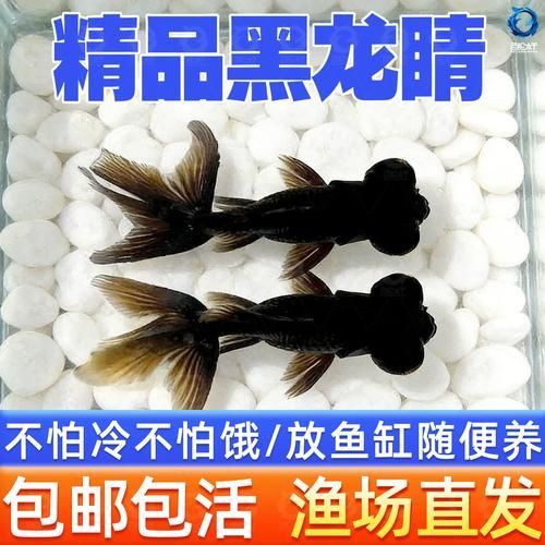 如何判斷黑龍睛是否健康，如何判斷黑龍睛金魚健康狀態(tài)
