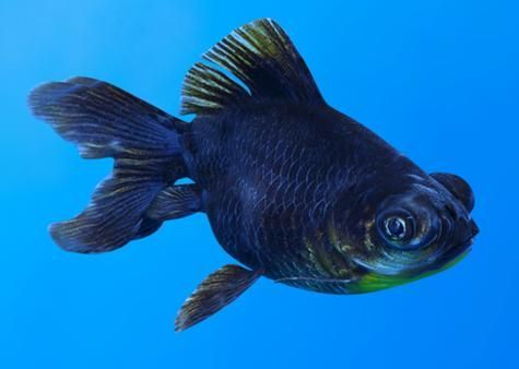 如何判斷黑龍睛是否健康，如何判斷黑龍睛金魚健康狀態(tài)