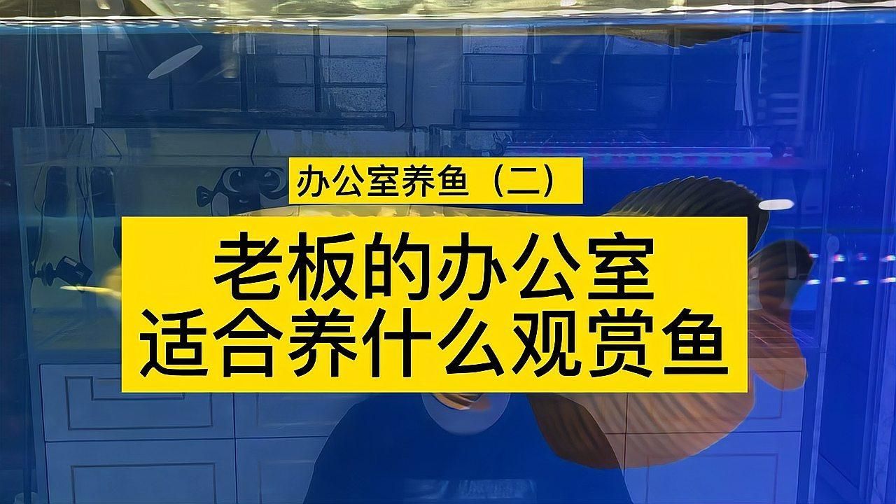 有哪些魚適合辦公室招財，辦公室擺放魚可以帶來好運和財富