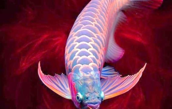 紅龍魚哪個(gè)品種最有升值空間，六角恐龍魚多久清理一次魚缸六角恐龍魚喂食周期表