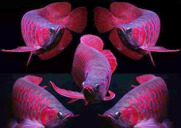 紅龍魚哪個(gè)品種最有升值空間，六角恐龍魚多久清理一次魚缸六角恐龍魚喂食周期表