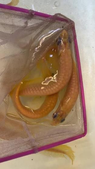 白子黃化銀龍魚，“白子黃化銀龍魚”與“黃化”并非同一類基因表現