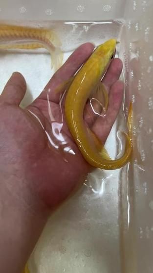 白子黃化銀龍魚，“白子黃化銀龍魚”與“黃化”并非同一類基因表現