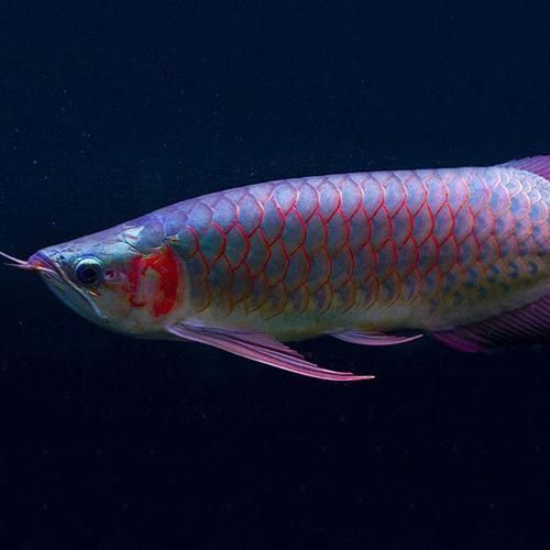 白子黃化銀龍魚，“白子黃化銀龍魚”與“黃化”并非同一類基因表現