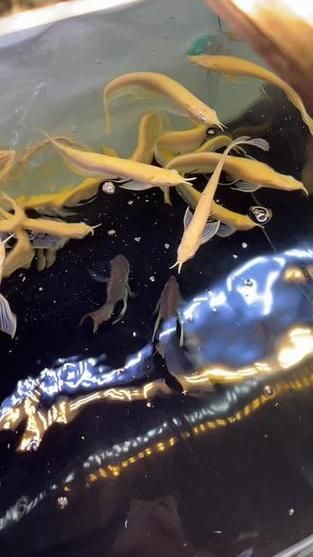 白子黃化銀龍魚，“白子黃化銀龍魚”與“黃化”并非同一類基因表現