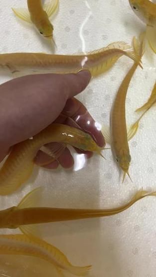 白子黃化銀龍魚，“白子黃化銀龍魚”與“黃化”并非同一類基因表現