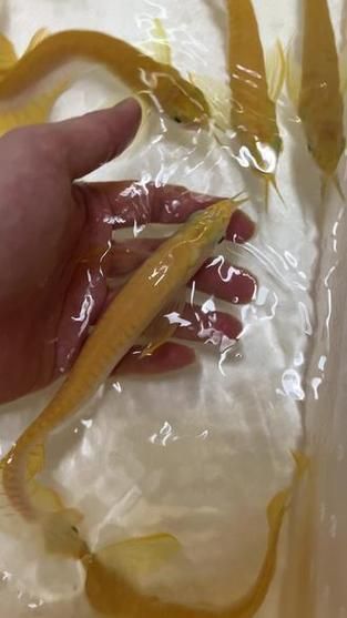 白子黃化銀龍魚，“白子黃化銀龍魚”與“黃化”并非同一類基因表現