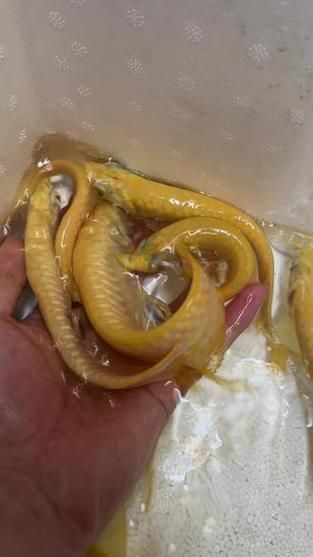 白子黃化銀龍魚，“白子黃化銀龍魚”與“黃化”并非同一類基因表現