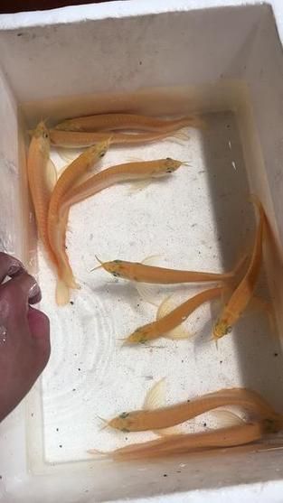 白子黃化銀龍魚，“白子黃化銀龍魚”與“黃化”并非同一類基因表現