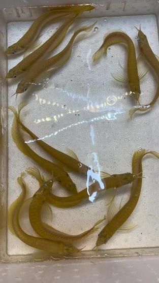 白子黃化銀龍魚，“白子黃化銀龍魚”與“黃化”并非同一類基因表現