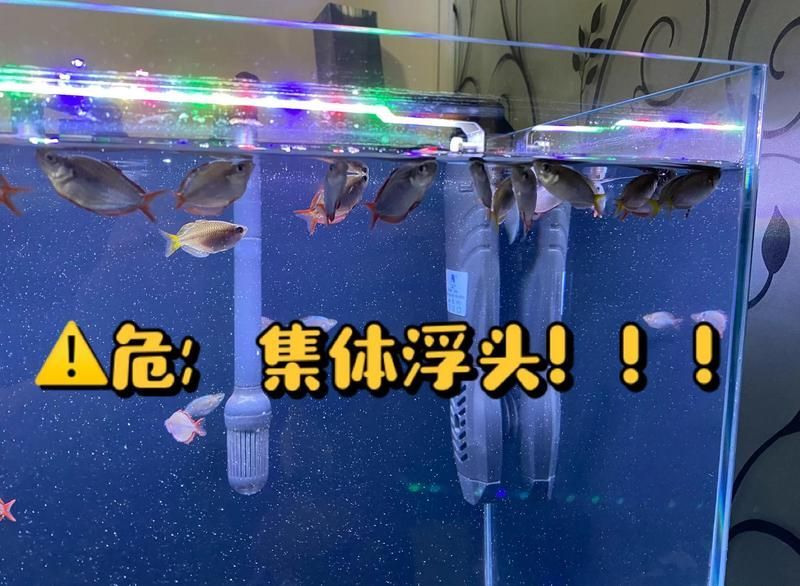 龍魚浮頭時應該停食嗎