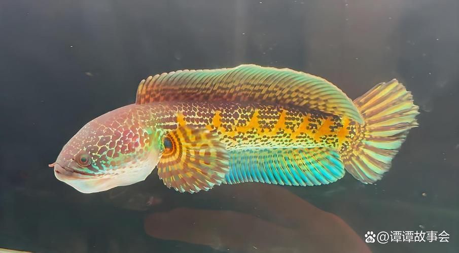 黃金夢幻雷龍魚有哪些特點(diǎn)？，黃金夢幻雷龍魚的飼養(yǎng)checklist