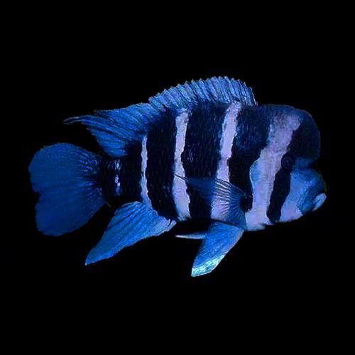 薩伊藍(lán)魚，“薩伊藍(lán)魚”并非獨(dú)立物種并非獨(dú)立物種并非獨(dú)立物種