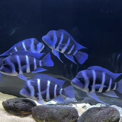 薩伊藍(lán)魚，“薩伊藍(lán)魚”并非獨(dú)立物種并非獨(dú)立物種并非獨(dú)立物種