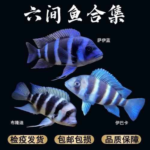 薩伊藍(lán)魚，“薩伊藍(lán)魚”并非獨(dú)立物種并非獨(dú)立物種并非獨(dú)立物種