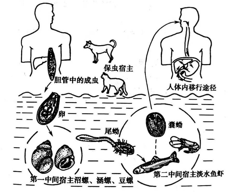 如何預防魚寄生蟲感染，arxiv論文助手arxiv論文助手：魚寄生蟲感染