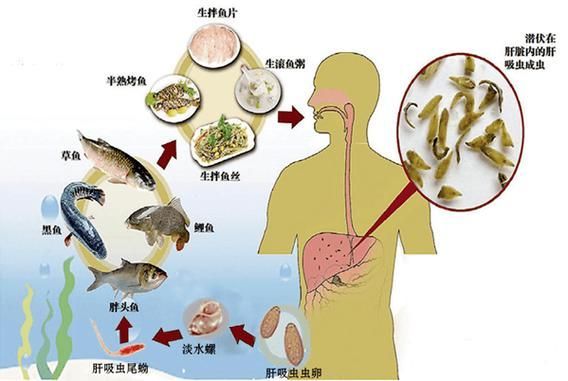 如何預防魚寄生蟲感染，arxiv論文助手arxiv論文助手：魚寄生蟲感染