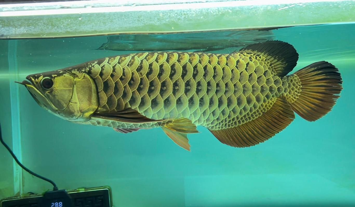 龍魚哪個品種最受歡迎？，最受歡迎的辣椒紅龍魚價格與飼養指南，幫你快速識別高性價比的選擇
