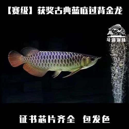 1—2cm金龍魚苗的價格是多少，1—2cm的金龍魚苗價格在幾十元到幾百元人民幣之間