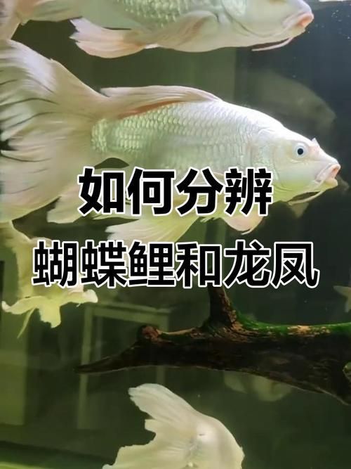 龍鳳魚如何選育，鳳魚選育流程