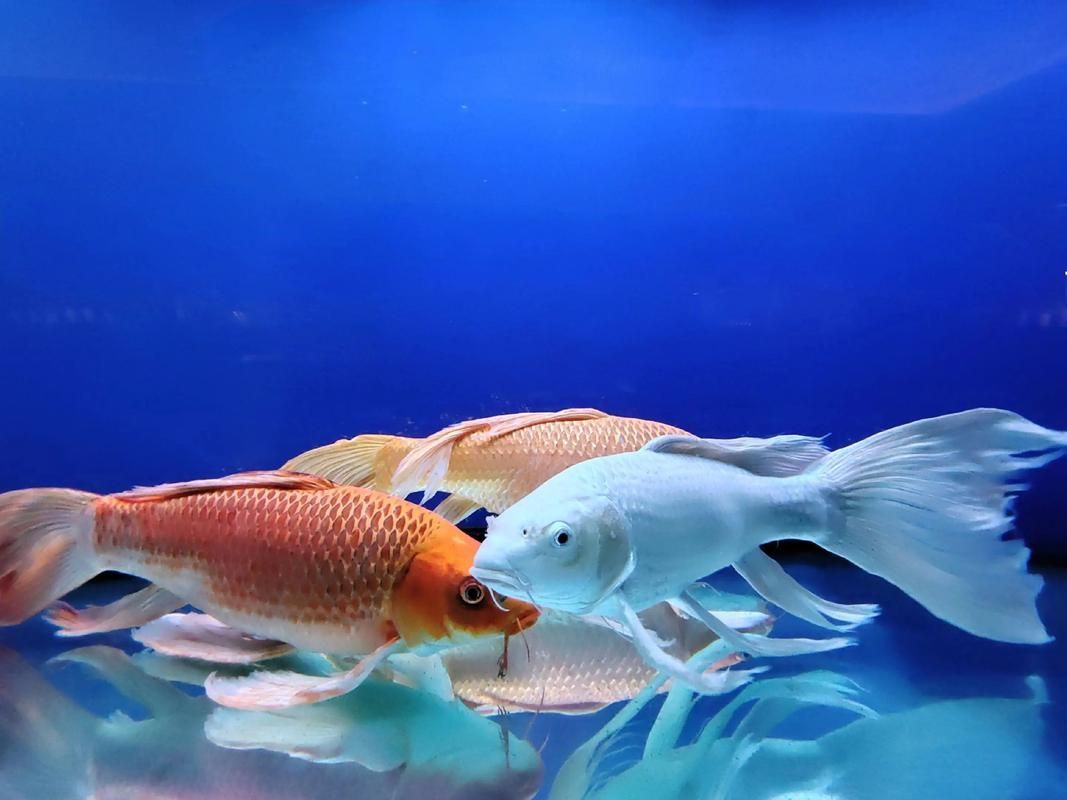 龍鳳魚如何選育，鳳魚選育流程