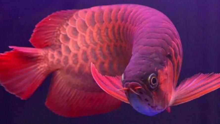 500萬紅龍魚圖片有哪些，500萬紅龍魚的圖片展現了它們的美麗、力量和獨特性 500萬紅龍魚圖片有哪些，500萬紅龍魚的圖片展現了它們的美麗、力量和獨特性 龍魚百科 第2張