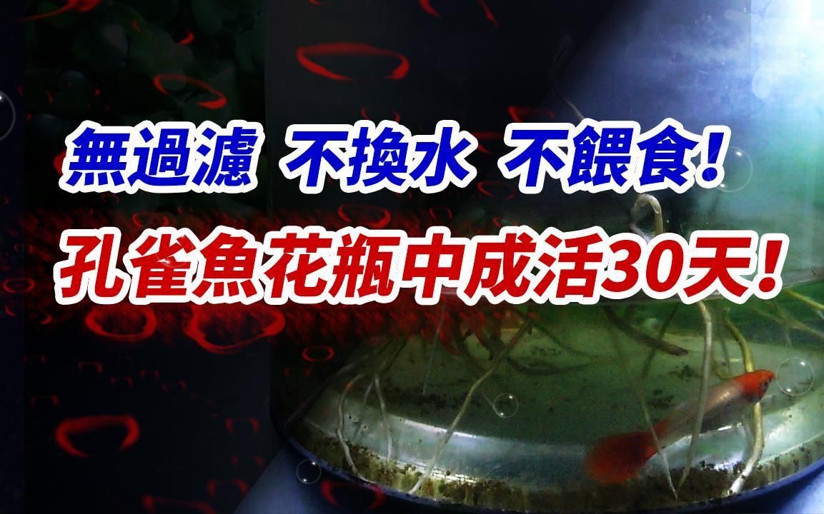 哪些魚可以幾天不喂，哪些魚類可以幾天不喂食